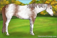 Horse Color:White Spotted Chestnut Sabino 