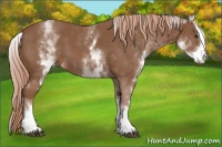 Horse Color:White Spotted Chestnut Sabino