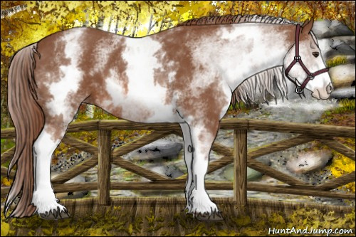 Horse Color: White Spotted Chestnut Sabino 