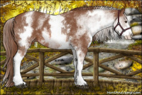 Horse Color:White Spotted Chestnut Sabino