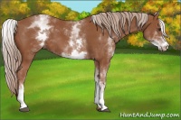 Horse Color:White Spotted Chestnut Sabino 
