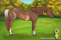 Horse Color:White Spotted Chestnut Sabino 