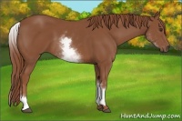 Horse Color:White Spotted Chestnut Sabino 