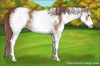 Horse Color:White Spotted Chestnut Sabino 