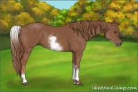 Horse Color:White Spotted Chestnut Sabino 
