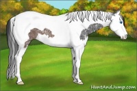 Horse Color:Brown Ice Splash Tobiano 