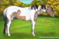 Horse Color:Bay Ice Tobiano 