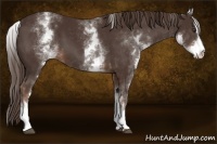 Horse Color:White Spotted Liver Chestnut Sabino