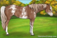 Horse Color:White Spotted Chestnut Sabino 
