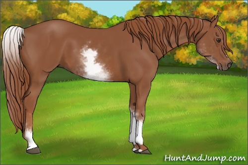 Horse Color: White Spotted Chestnut Sabino 