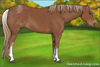 Horse Color:White Spotted Chestnut Sabino 