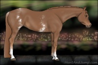 Horse Color:White Spotted Chestnut Sabino 