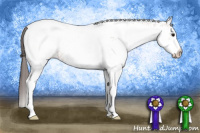 Horse Color:White Spotted Bay Appaloosa