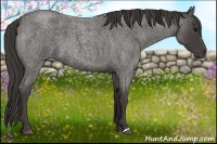 Horse Color:Smoky Blue Roan 