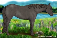 Horse Color:Smoky Blue Roan 