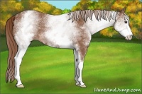 Horse Color:White Spotted Chestnut Sabino