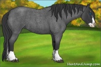 Horse Color:Blue Roan Splash 