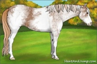 Horse Color:White Spotted Chestnut Sabino 