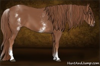 Horse Color:White Spotted Chestnut Sabino