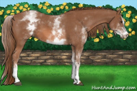 Horse Color:White Spotted Chestnut Sabino 