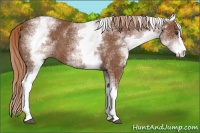 Horse Color:White Spotted Chestnut Sabino