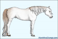 Horse Color:Gray White Spotted Red Dun Splash