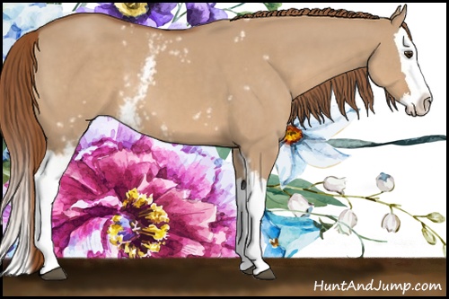 Horse Color: White Spotted Red Dun Splash 