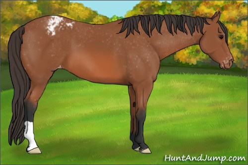 Horse Color: Bay Blanket 