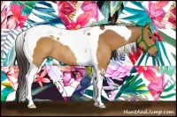 Horse Color:Buckskin Tobiano Rabicano