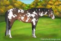 Horse Color:White Spotted Brown Sabino 