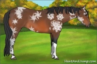 Horse Color:Bay Ice Tobiano 