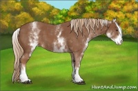 Horse Color:White Spotted Chestnut Sabino 