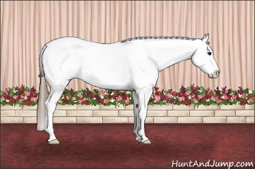 Horse Color: Grullo Splash Varnish 