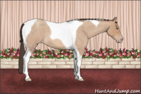 Horse Color:Amber Champagne Roan Tobiano 