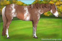 Horse Color:White Spotted Chestnut Sabino