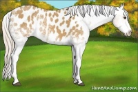 Horse Color:White Spotted Palomino Appaloosa 