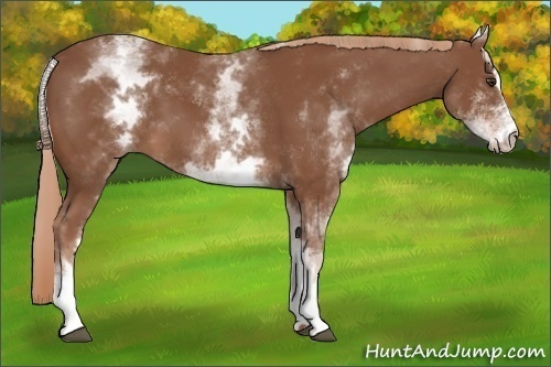 Horse Color: White Spotted Chestnut Sabino 