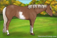 Horse Color:White Spotted Chestnut Sabino 