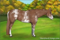Horse Color:White Spotted Chestnut Sabino 