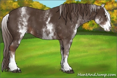 Horse Color:White Spotted Liver Chestnut Sabino