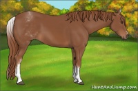 Horse Color:White Spotted Chestnut Sabino
