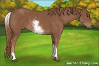 Horse Color:White Spotted Chestnut Sabino 