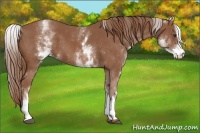 Horse Color:White Spotted Chestnut Sabino 