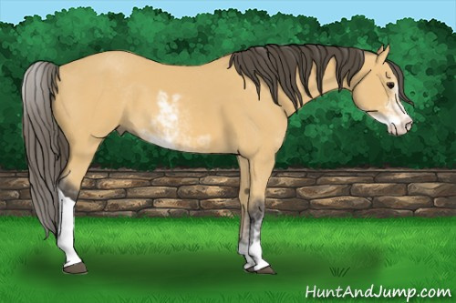 Horse Color: Buckskin Sabino 