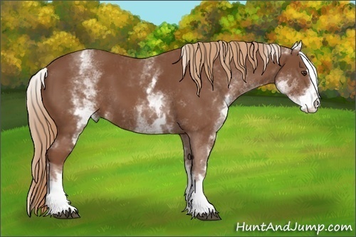 Horse Color:White Spotted Chestnut Sabino 