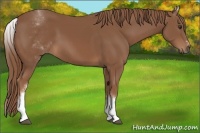 Horse Color:White Spotted Chestnut Sabino 
