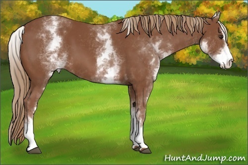 Horse Color:White Spotted Chestnut Sabino 