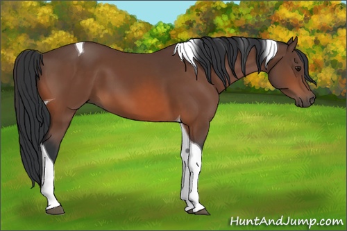 Horse Color: Bay Tobiano 