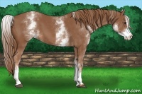 Horse Color:White Spotted Chestnut Sabino 