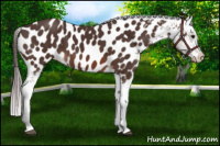 Horse Color:Brown Appaloosa 